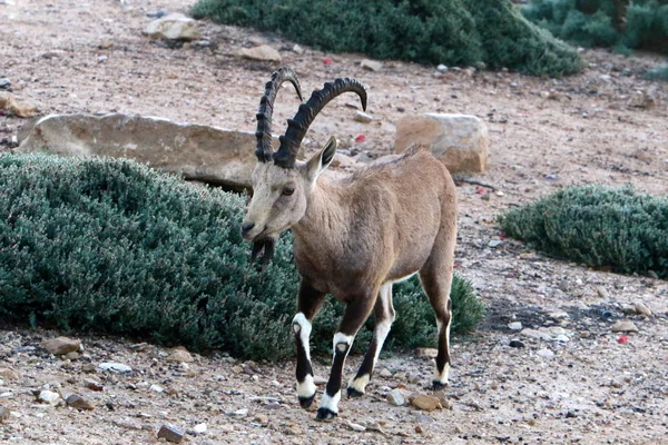 Wild Bearded Goats Live Ramon Crater Negev Desert Southern Israel — Stock Photo, Image