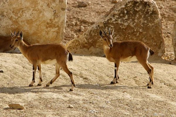 Capre Selvatiche Barbute Vivono Nel Cratere Ramon Nel Deserto Del — Foto Stock