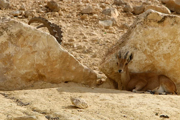 Vad Szakállas Kecskék Élnek Ramon Kráterben Negev Sivatagban Dél Izraelben — Stock Fotó