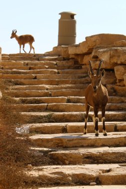 Vahşi ve sakallı keçiler İsrail 'in güneyindeki Negev çölünde Ramon kraterinde yaşar. 