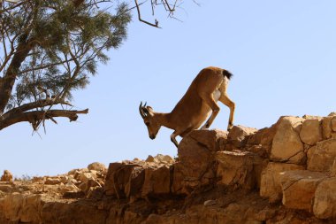 Vahşi ve sakallı keçiler İsrail 'in güneyindeki Negev çölünde Ramon kraterinde yaşar. 