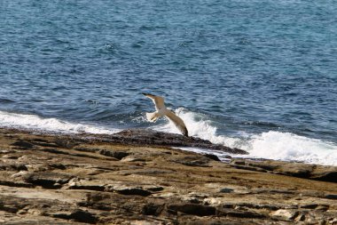 İsrail 'in kuzeyindeki Akdeniz üzerinde kuşlar uçar. 