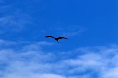 İsrail 'in kuzeyindeki Akdeniz üzerinde kuşlar uçar. 