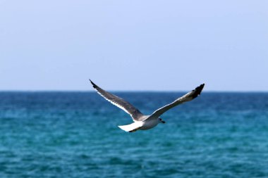 İsrail 'in kuzeyindeki Akdeniz üzerinde kuşlar uçar. 