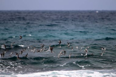 İsrail 'in kuzeyindeki Akdeniz üzerinde kuşlar uçar. 