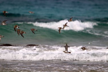 İsrail 'in kuzeyindeki Akdeniz üzerinde kuşlar uçar. 