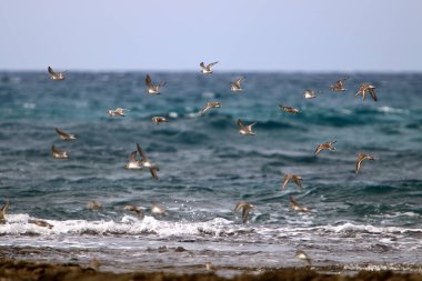 İsrail 'in kuzeyindeki Akdeniz üzerinde kuşlar uçar. 