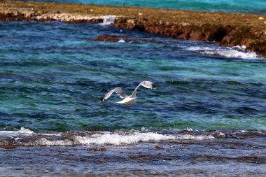 İsrail 'in kuzeyindeki Akdeniz üzerinde kuşlar uçar. 
