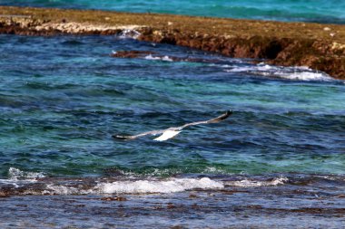 İsrail 'in kuzeyindeki Akdeniz üzerinde kuşlar uçar. 