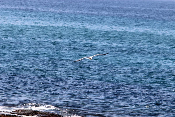 Птицы Летают Над Средиземным Морем Севере Израиля — стоковое фото