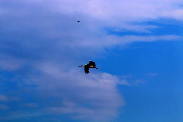 Vögel Fliegen Über Das Mittelmeer Norden Israels — Stockfoto