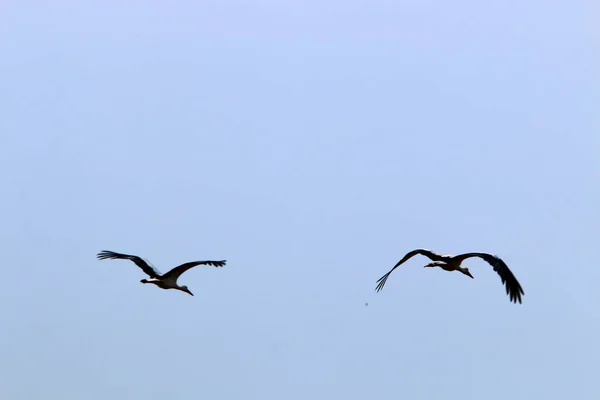 Vögel Fliegen Über Das Mittelmeer Norden Israels — Stockfoto