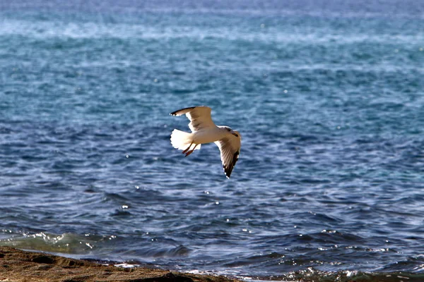 Birds Fly Mediterranean Sea North Israel — Stock Photo, Image