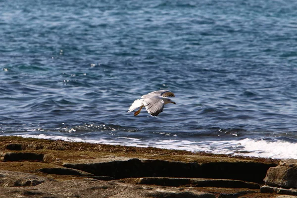 Birds Fly Mediterranean Sea North Israel — Stock Photo, Image