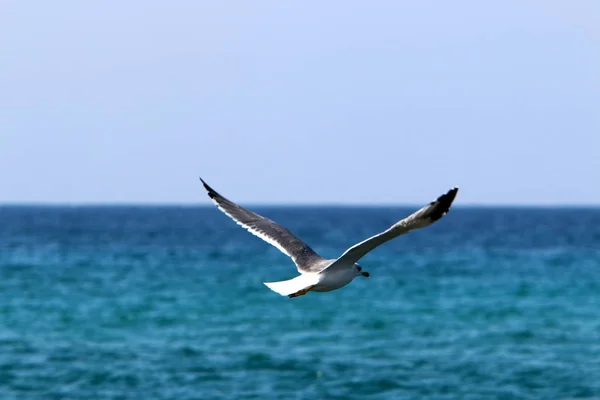 Aves Voam Sobre Mar Mediterrâneo Norte Israel — Fotografia de Stock
