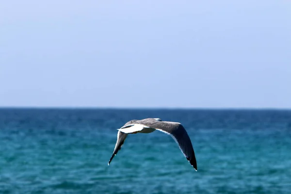 鳥はイスラエル北部の地中海を飛びます — ストック写真