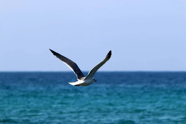 Vogels Vliegen Middellandse Zee Het Noorden Van Israël — Stockfoto