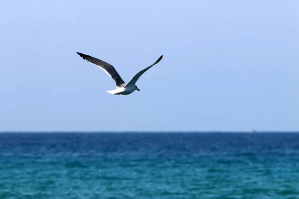 birds fly over the Mediterranean Sea in the north of Israel
