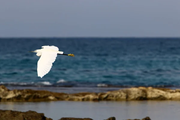 Birds Fly Mediterranean Sea North Israel — Stock Photo, Image