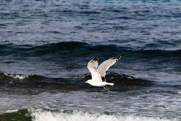 Srail Kuzeyindeki Akdeniz Üzerinde Kuşlar Uçar — Stok fotoğraf