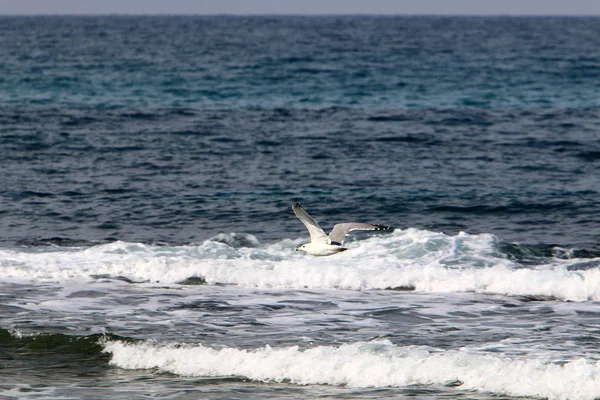 Oiseaux Survolent Mer Méditerranée Dans Nord Israël — Photo