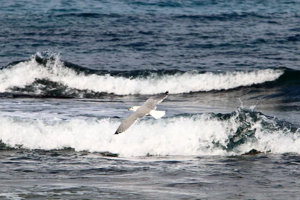 Aves Vuelan Sobre Mar Mediterráneo Norte Israel — Foto de Stock