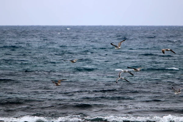 Πουλιά Πετούν Πάνω Από Μεσόγειο Θάλασσα Στα Βόρεια Του Ισραήλ — Φωτογραφία Αρχείου
