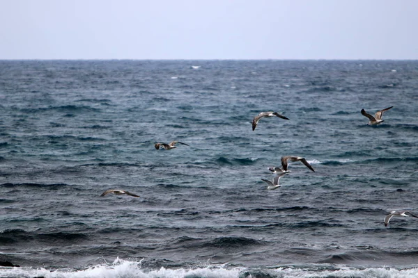 Oiseaux Survolent Mer Méditerranée Dans Nord Israël — Photo