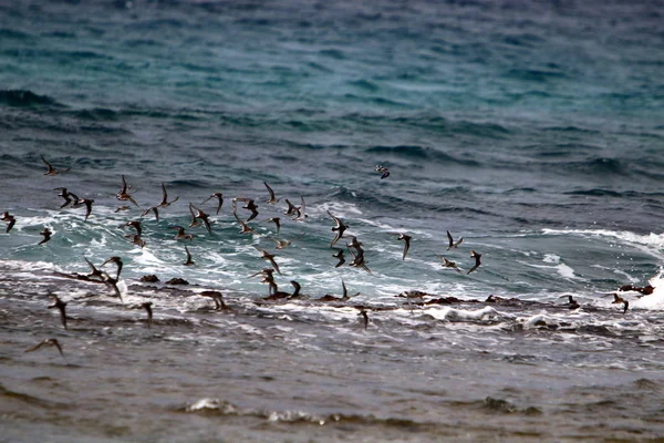 Aves Vuelan Sobre Mar Mediterráneo Norte Israel — Foto de Stock