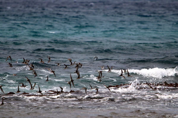 Ptaki Przelatują Nad Morzem Śródziemnym Północy Izraela — Zdjęcie stockowe