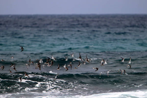Aves Vuelan Sobre Mar Mediterráneo Norte Israel —  Fotos de Stock