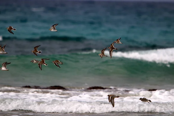 Gli Uccelli Volano Sul Mar Mediterraneo Nel Nord Israele — Foto Stock