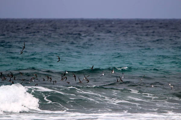 Птицы Летают Над Средиземным Морем Севере Израиля — стоковое фото