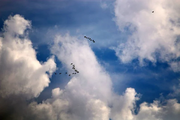 Birds Fly Mediterranean Sea North Israel — Stock Photo, Image