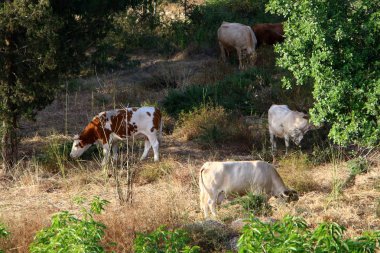 Kuzey İsrail 'deki bir ormanda, büyük bir inek sürüsü otluyor. 