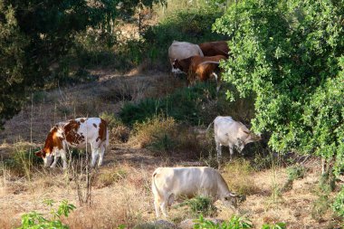 Kuzey İsrail 'deki bir ormanda, büyük bir inek sürüsü otluyor. 