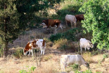 Kuzey İsrail 'deki bir ormanda, büyük bir inek sürüsü otluyor. 