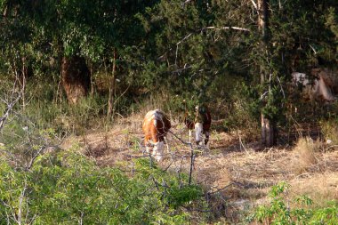 Kuzey İsrail 'deki bir ormanda, büyük bir inek sürüsü otluyor. 