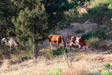 Kuzey İsrail 'deki bir ormanda, büyük bir inek sürüsü otluyor. 