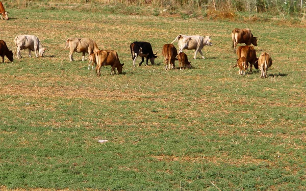 Dans Une Clairière Nord Israël Grand Troupeau Vaches Paissent — Photo