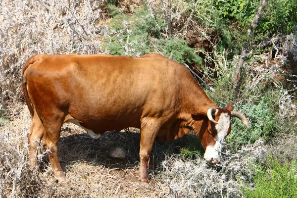 Claro Bosque Norte Israel Una Gran Manada Vacas Pastan —  Fotos de Stock