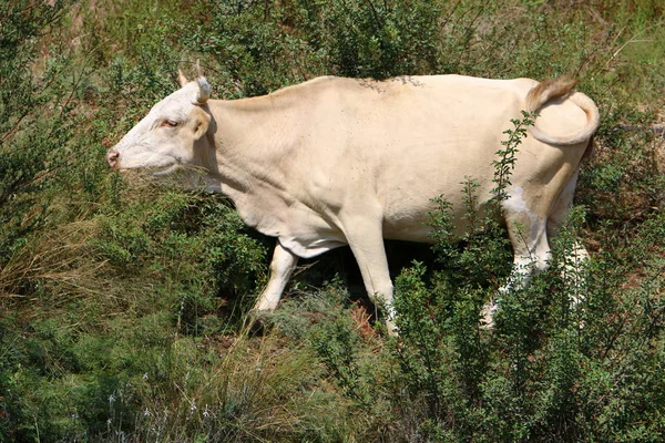 Dans Une Clairière Nord Israël Grand Troupeau Vaches Paissent — Photo