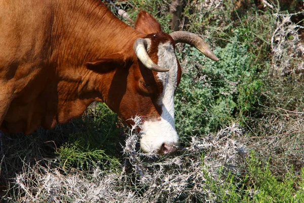 Într Lamă Pădure Din Nordul Israelului Turmă Mare Vaci Pășune — Fotografie, imagine de stoc