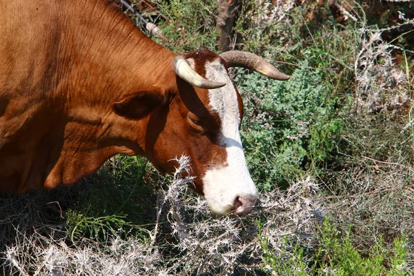 Dans Une Clairière Nord Israël Grand Troupeau Vaches Paissent — Photo