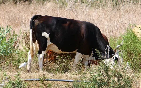 Uma Clareira Florestal Norte Israel Uma Grande Manada Vacas Pastoreia — Fotografia de Stock