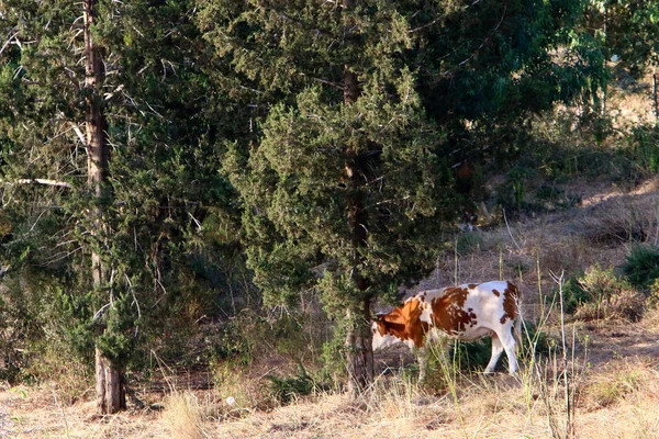 Forest Glade Northern Israel Large Herd Cows Grazes — Stock Photo, Image