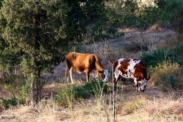 Auf Einer Waldlichtung Nordisrael Weidet Eine Große Rinderherde — Stockfoto