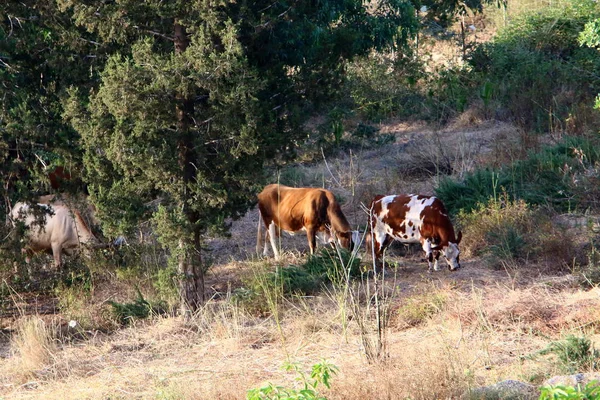 Dans Une Clairière Nord Israël Grand Troupeau Vaches Paissent — Photo