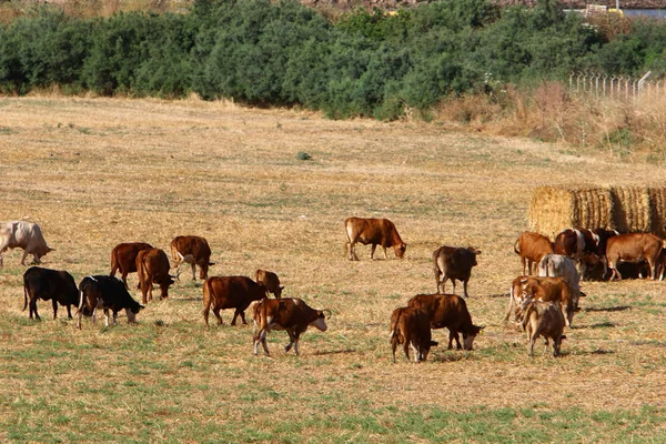 Dans Une Clairière Nord Israël Grand Troupeau Vaches Paissent — Photo