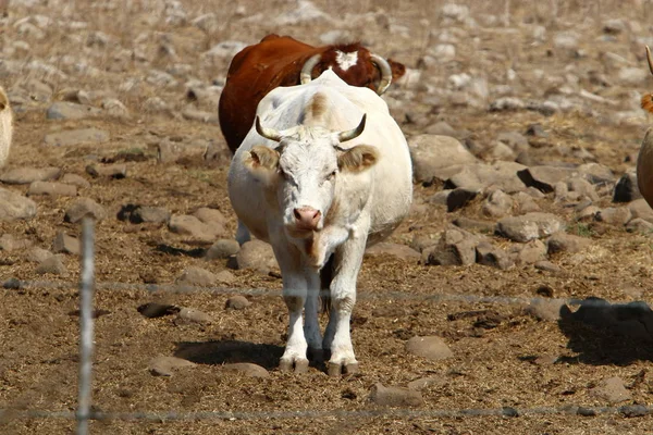 Dans Une Clairière Nord Israël Grand Troupeau Vaches Paissent — Photo